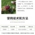 建威22%阿维螺螨酯红蜘蛛专用药柑橘果树农药杀虫杀螨剂