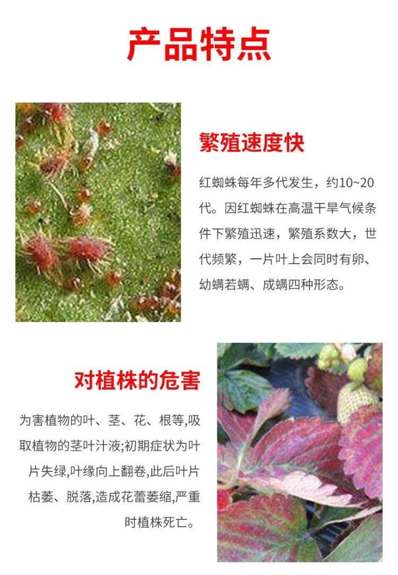 建威22%阿维螺螨酯红蜘蛛专用药柑橘果树农药杀虫杀螨剂