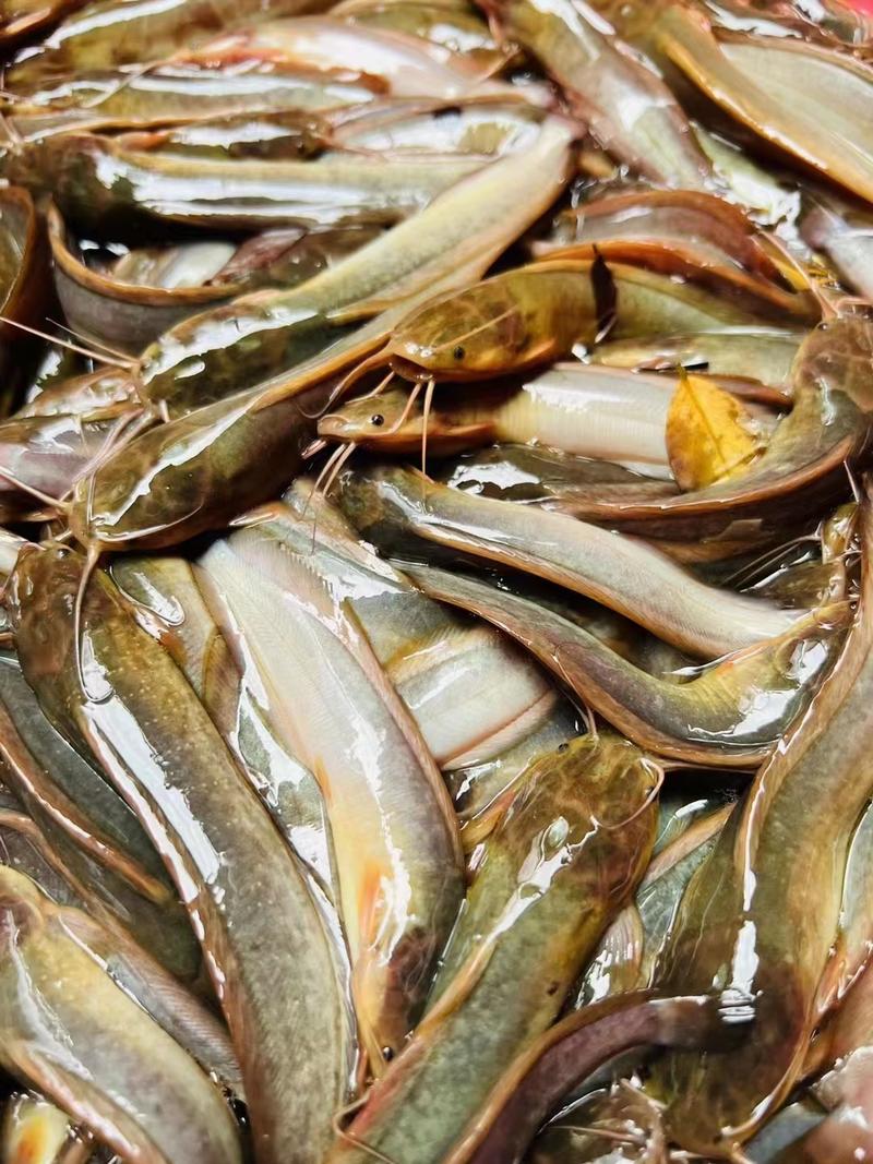 三黄塘角鱼鱼苗品质优良一手货源品种齐全量大从优