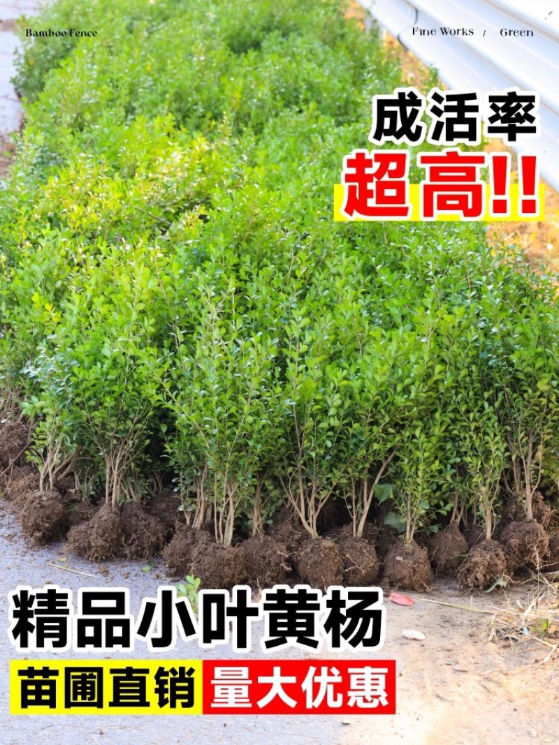 瓜子黄杨苗南北方种植庭院别墅区绿化苗盆栽小区