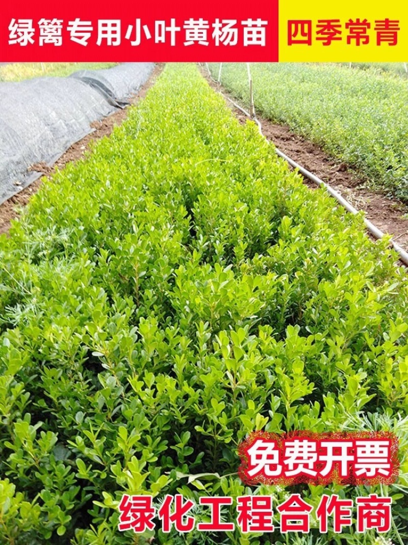 瓜子黄杨苗南北方种植庭院别墅区绿化苗盆栽小区