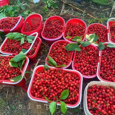 贵州玛瑙红樱桃