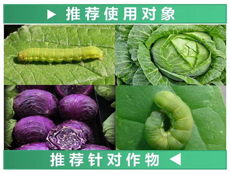 正品甲维氯虫苯稻纵卷叶螟二化三化螟蒂蛀虫钻心虫菜青虫农药