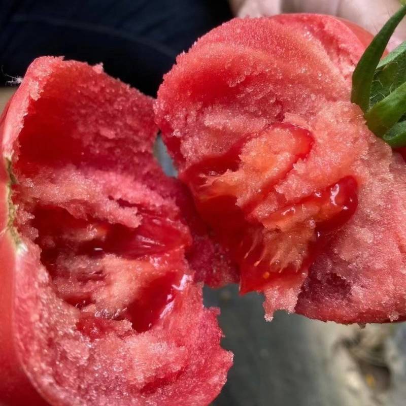 山东聊城硬粉西红柿硬度好耐储存运输粉糯香甜蜜蜂授粉按需包
