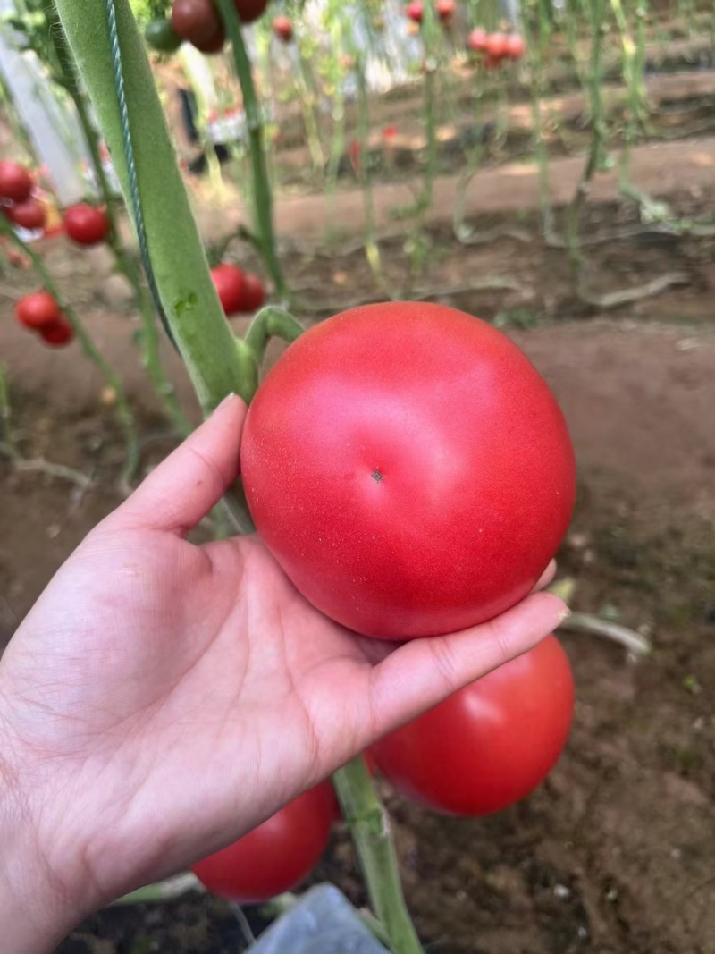 山东聊城硬粉西红柿硬度好耐储存运输粉糯香甜蜜蜂授粉按需包