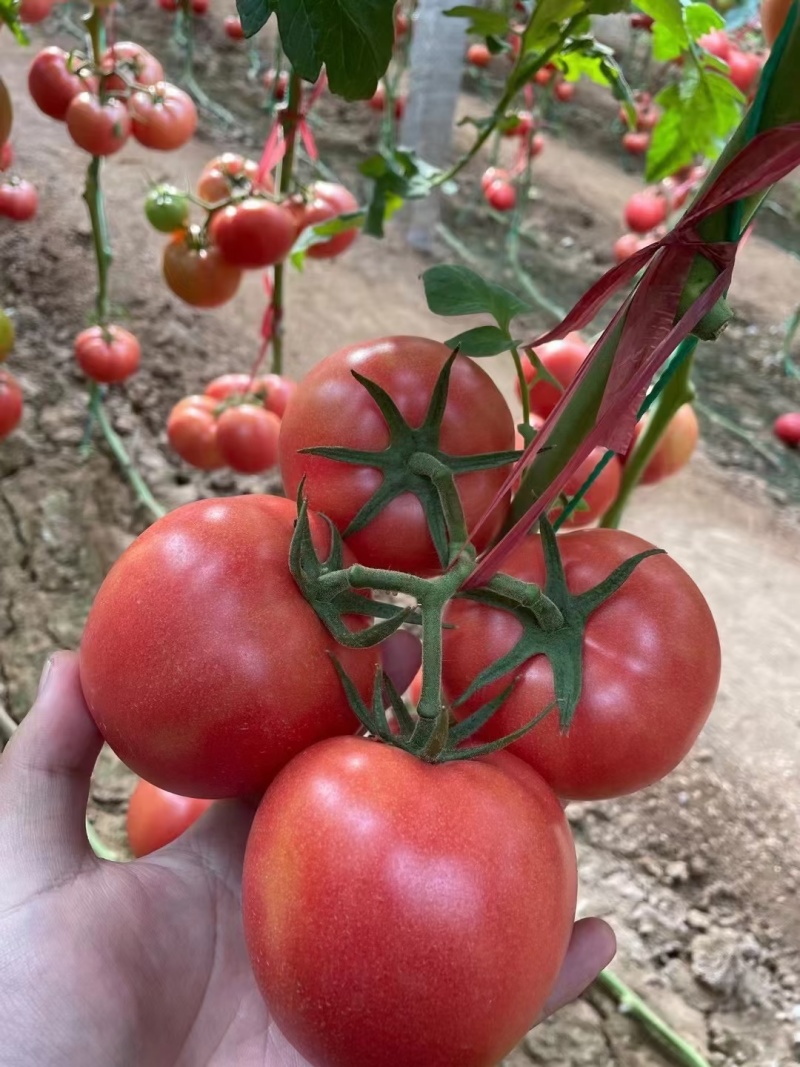 山东聊城硬粉西红柿硬度好耐储存运输粉糯香甜蜜蜂授粉按需包