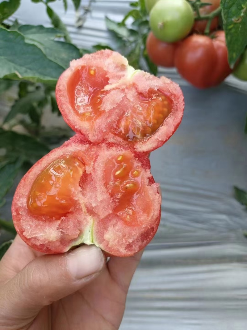 山东聊城硬粉西红柿硬度好耐储存运输粉糯香甜蜜蜂授粉按需包