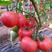 山东西红柿硬粉西红柿货量大产地供货一手价格提供纸箱泡沫箱