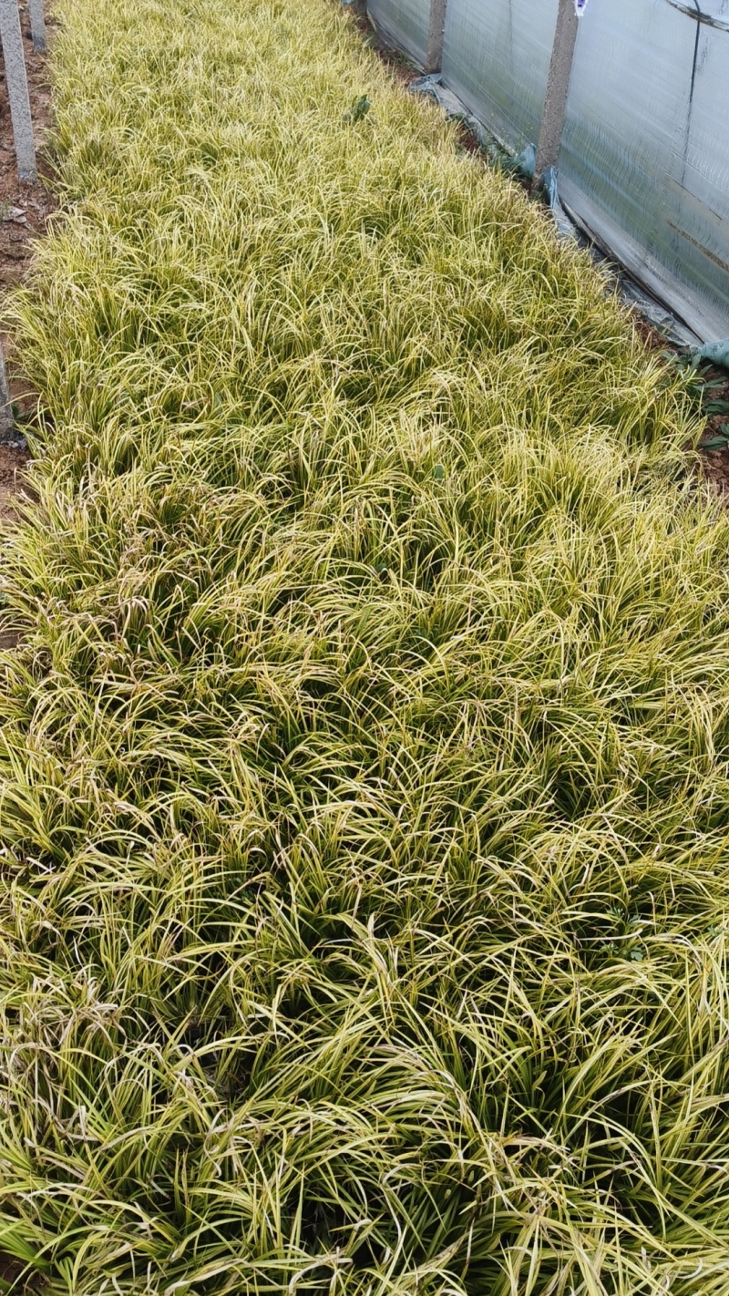 金叶石菖蒲