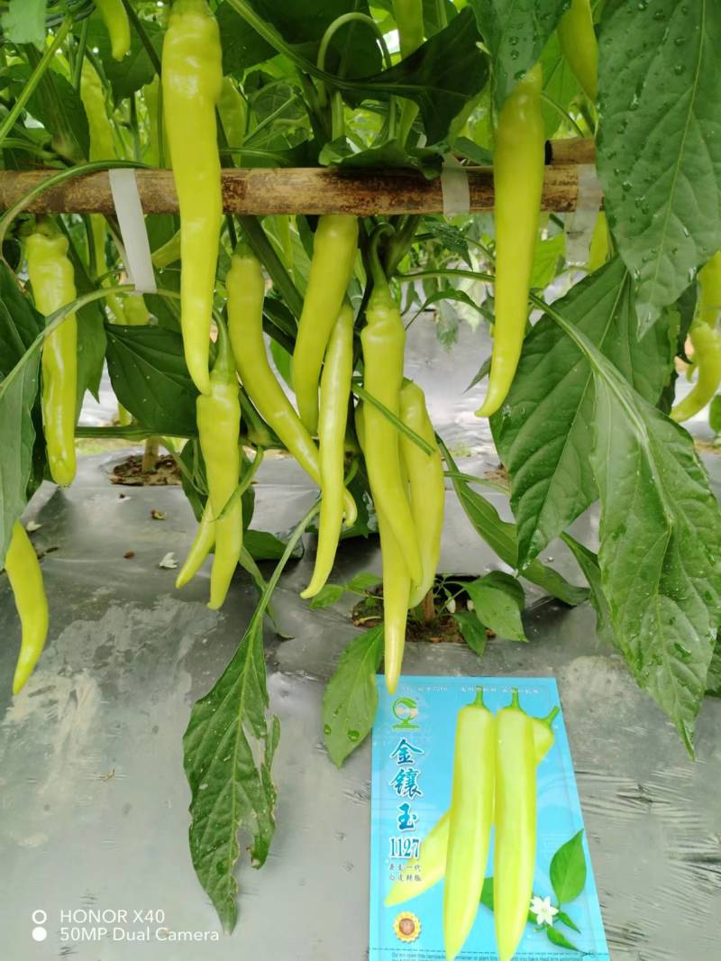 金镶玉1127白皮辣椒中熟大果高产适合鲜食及