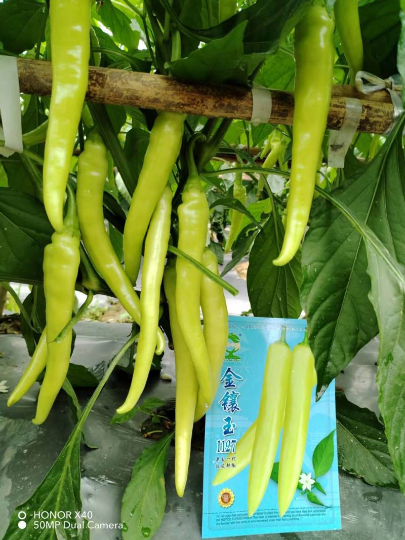 金镶玉1127白皮辣椒中熟大果高产适合鲜食及