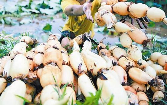 现代化莲藕加工厂内景，工人正在进行分拣与清洗作业