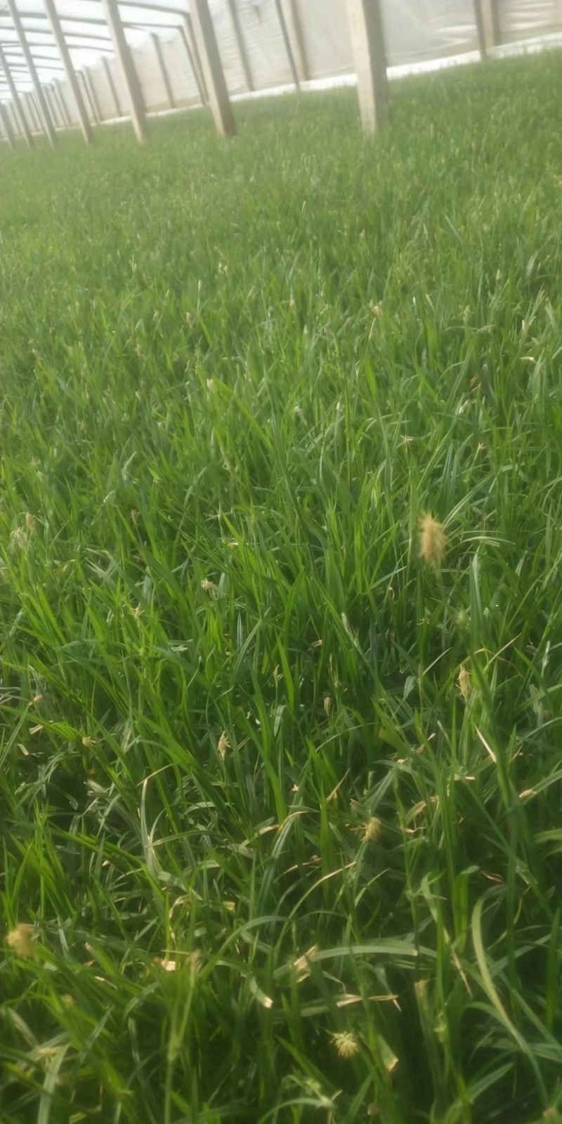 苔草大量上市一手货源品质保障产地直发欢迎大家来电采购