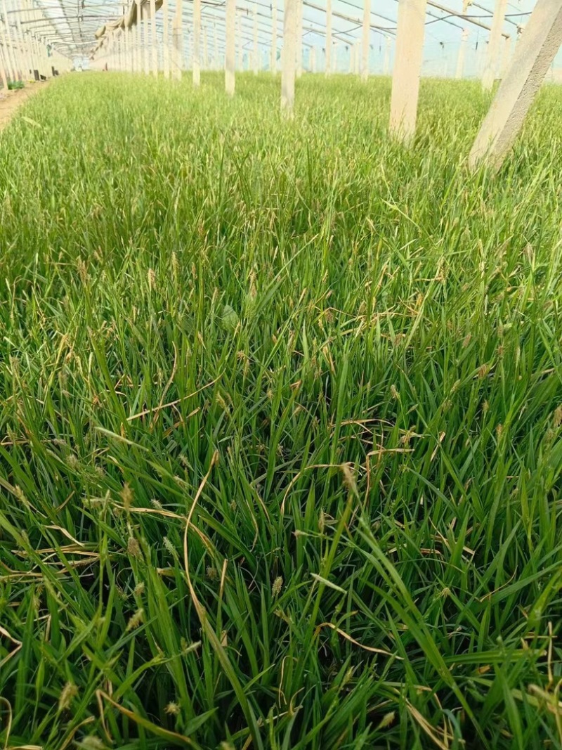 苔草大量上市一手货源品质保障产地直发欢迎大家来电采购