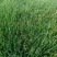 苔草大量上市一手货源品质保障产地直发欢迎大家来电采购