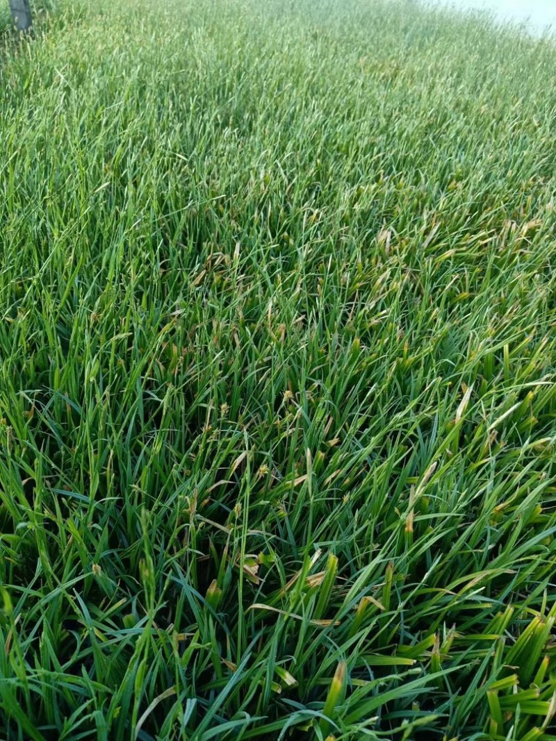 苔草大量上市一手货源品质保障产地直发欢迎大家来电采购