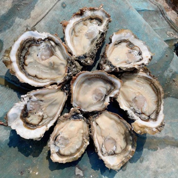 湛江三倍体，小蚝(1到2)，中蚝(2到3)，大(3以上)