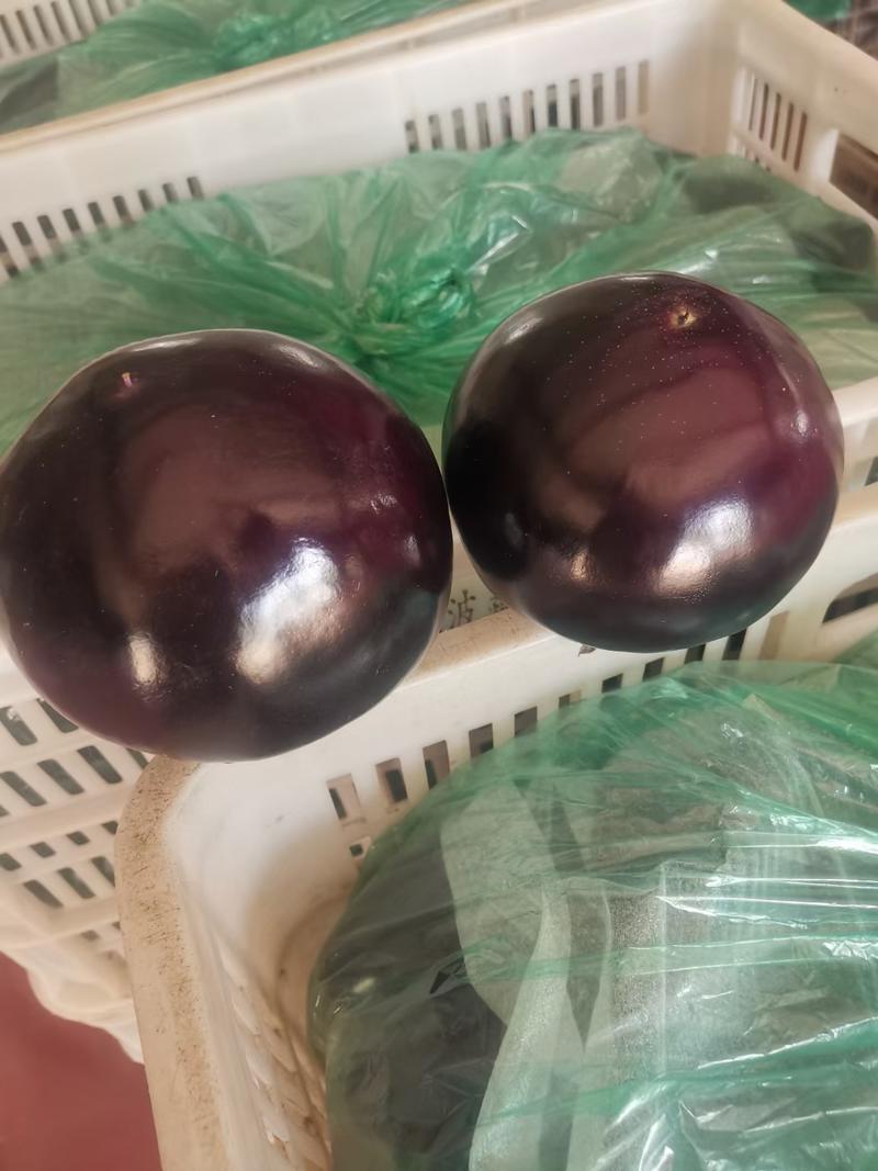 山东茄子紫光圆茄卖相好个头大圆润无擦伤疤痕包食宿备货快