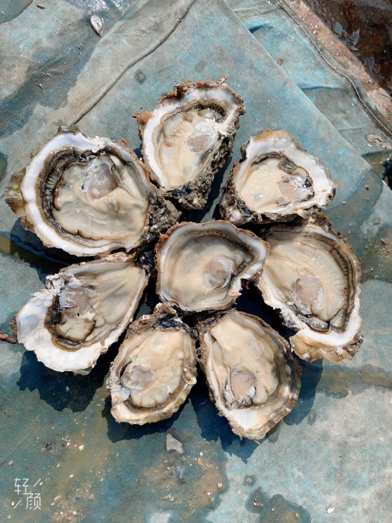 湛江三倍体，小蚝(1到2)，中蚝(2到3)，大(3以上)
