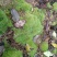 苔藓白发苔藓，重庆现货，常年发货。