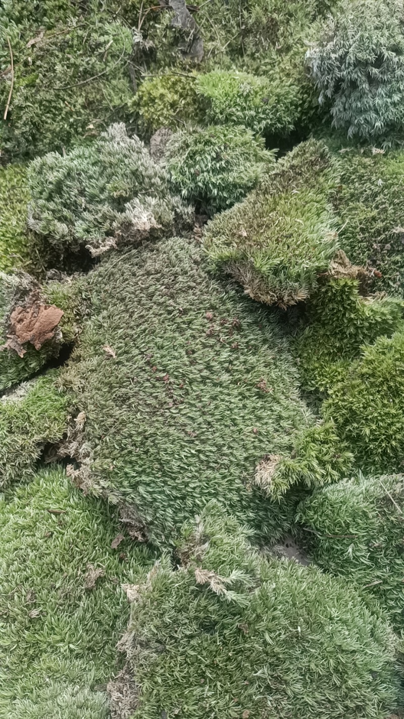 苔藓白发苔藓，重庆现货，常年发货。