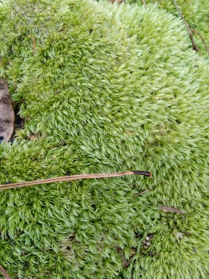 苔藓白发苔藓，重庆现货，常年发货。