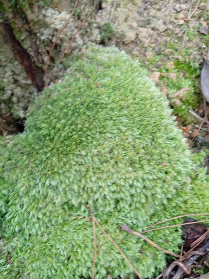 苔藓白发苔藓，重庆现货，常年发货。