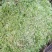 苔藓白发苔藓，重庆现货，常年发货。