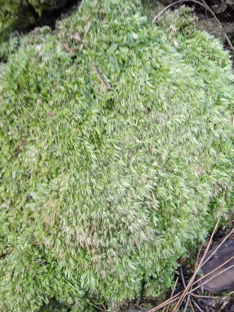 苔藓白发苔藓，重庆现货，常年发货。