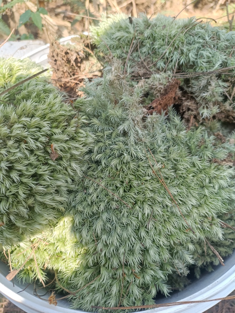 苔藓白发苔藓，重庆现货，常年发货。
