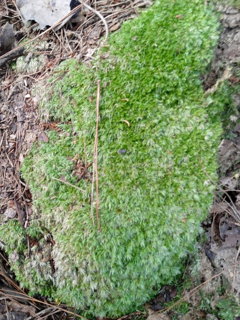 苔藓白发苔藓，重庆现货，常年发货。