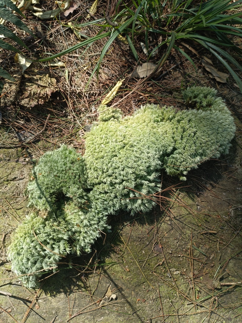 苔藓白发苔藓，重庆现货，常年发货。