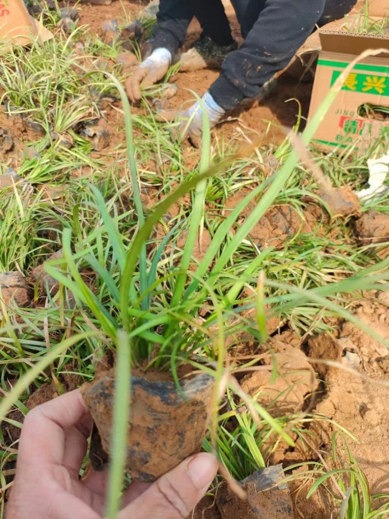 麦冬大量上市一手货源品质保障产地直发欢迎大家来电采购