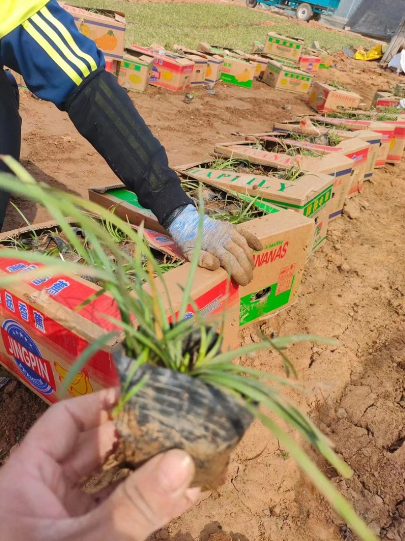 麦冬大量上市一手货源品质保障产地直发欢迎大家来电采购