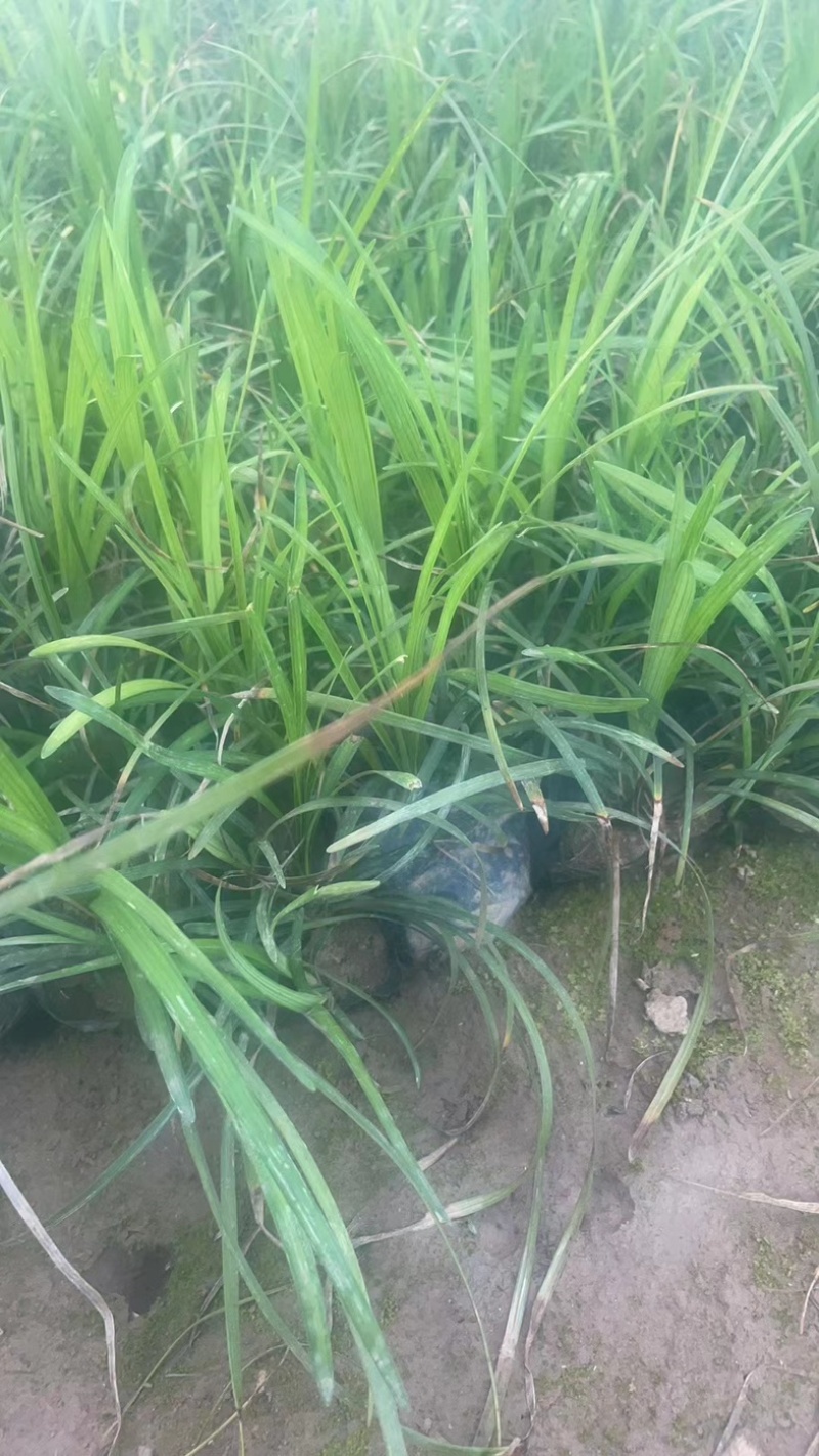 麦冬大量上市一手货源品质保障产地直发欢迎大家来电采购