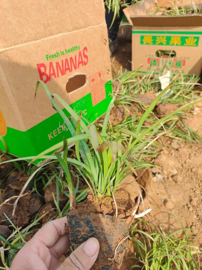 麦冬大量上市一手货源品质保障产地直发欢迎大家来电采购