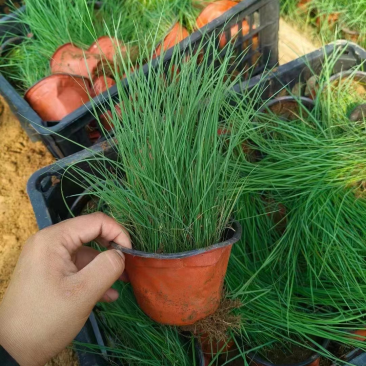 粉黛乱子草大量上市一手货源品质保障产地直发欢迎大家来电