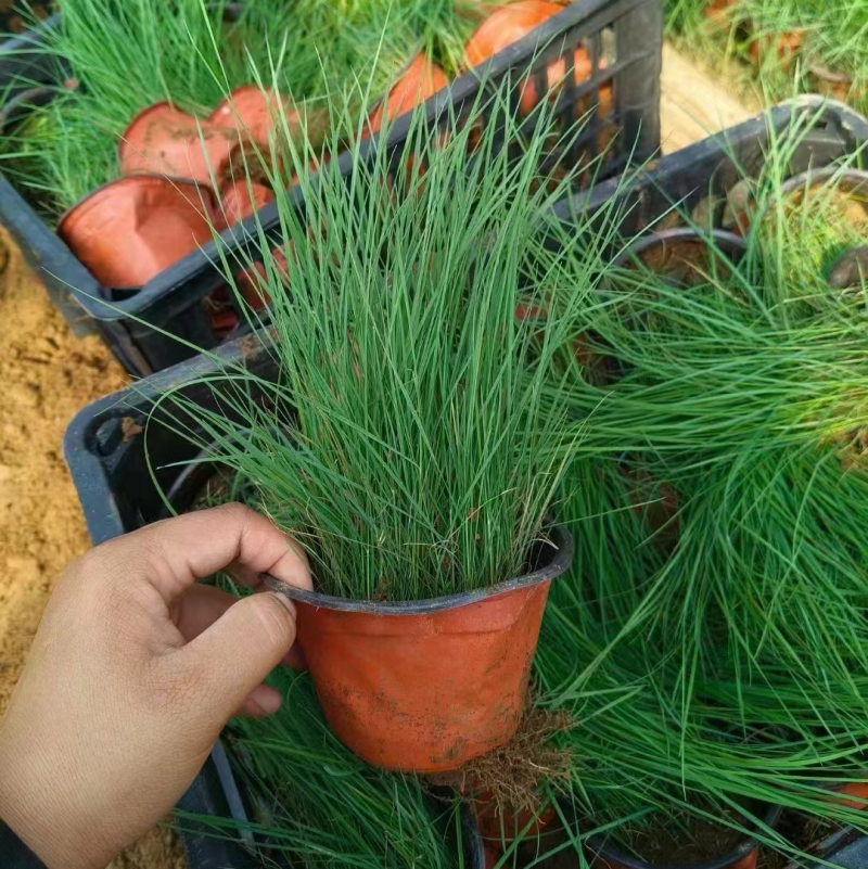 粉黛乱子草大量上市一手货源品质保障产地直发欢迎大家来电