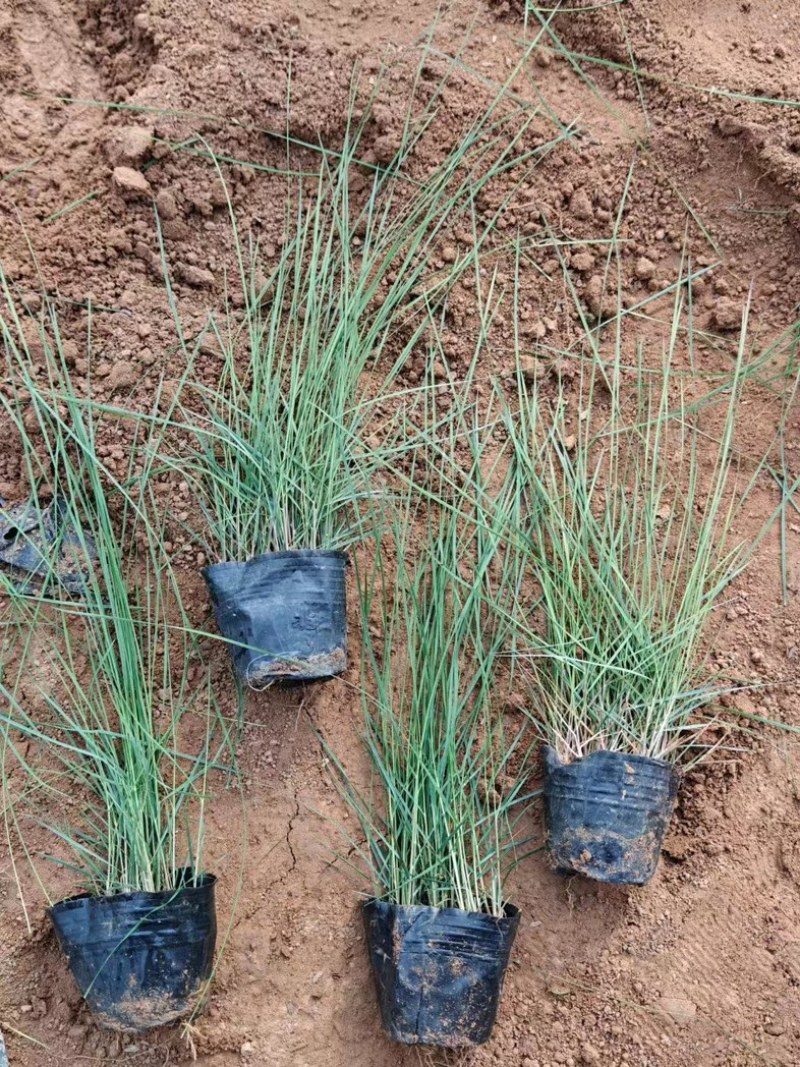 粉黛乱子草大量上市一手货源品质保障产地直发欢迎大家来电