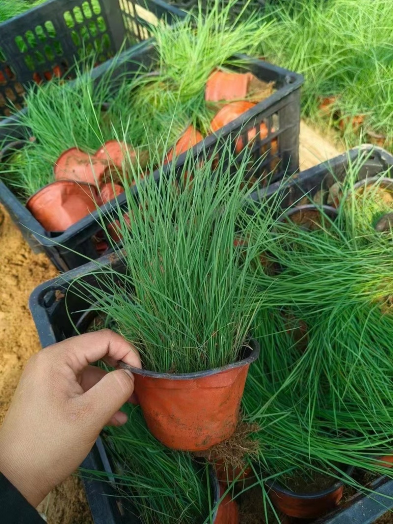粉黛乱子草大量上市一手货源品质保障产地直发欢迎大家来电