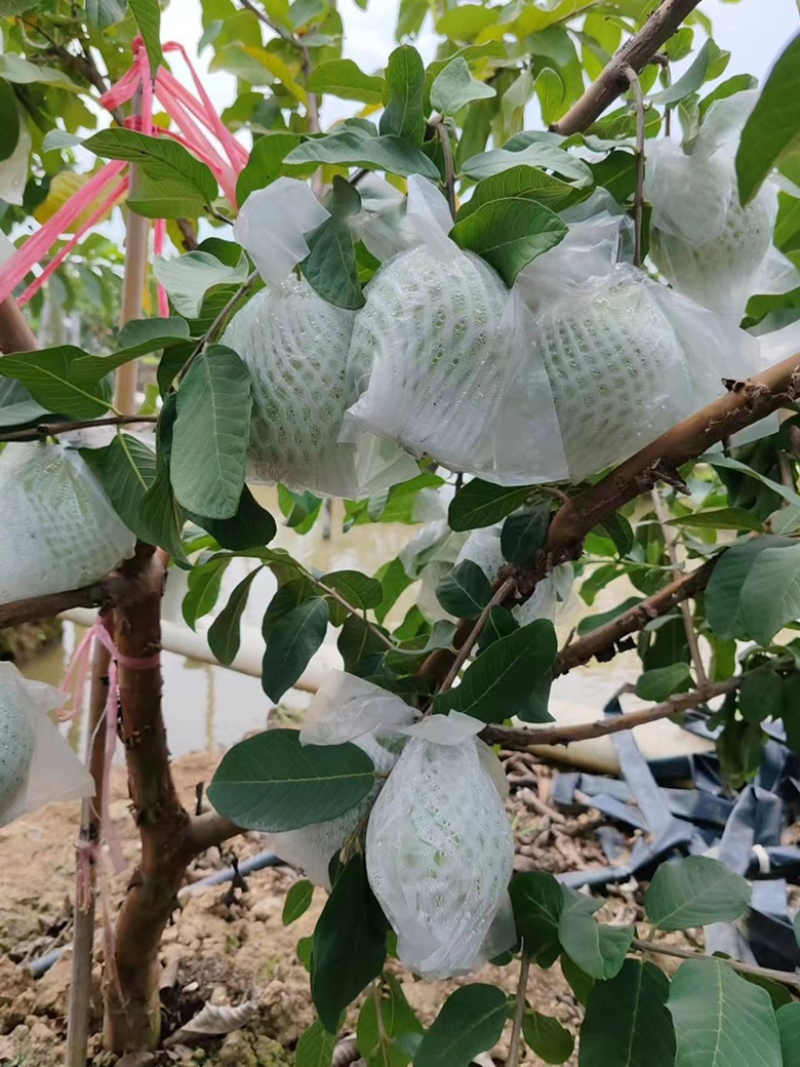白心番石榴