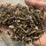刘寄奴实物拍摄刘寄奴保庆药业实拍有视频