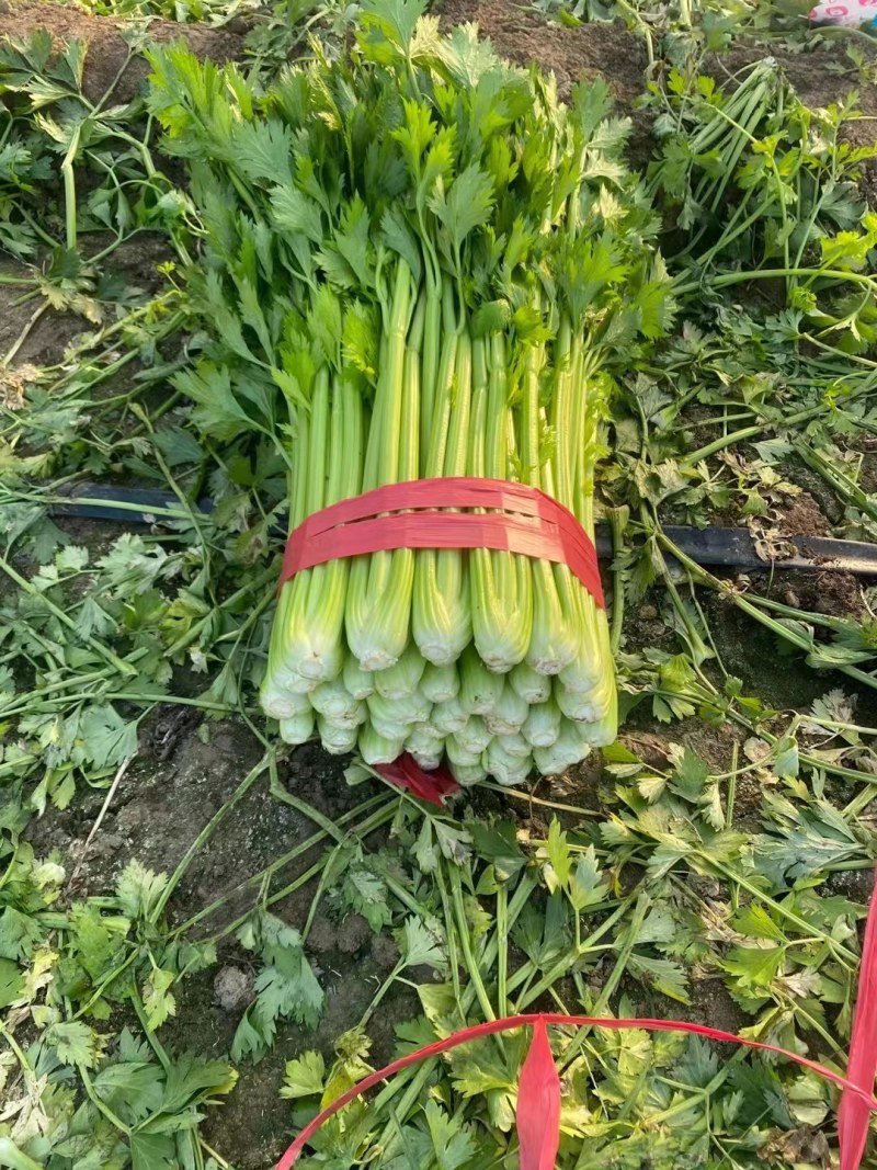 河南商丘大棚西芹，大吨位供应，代发全国各地市场