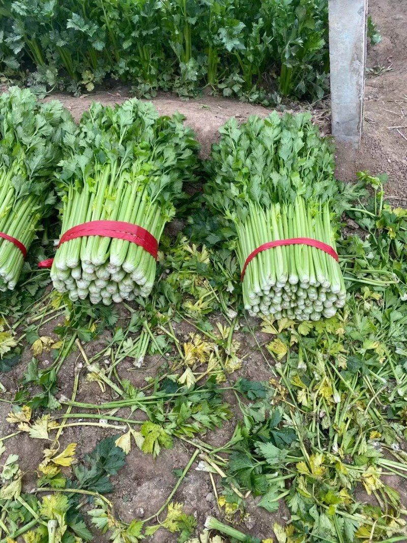 河南商丘大棚西芹，大吨位供应，代发全国各地市场