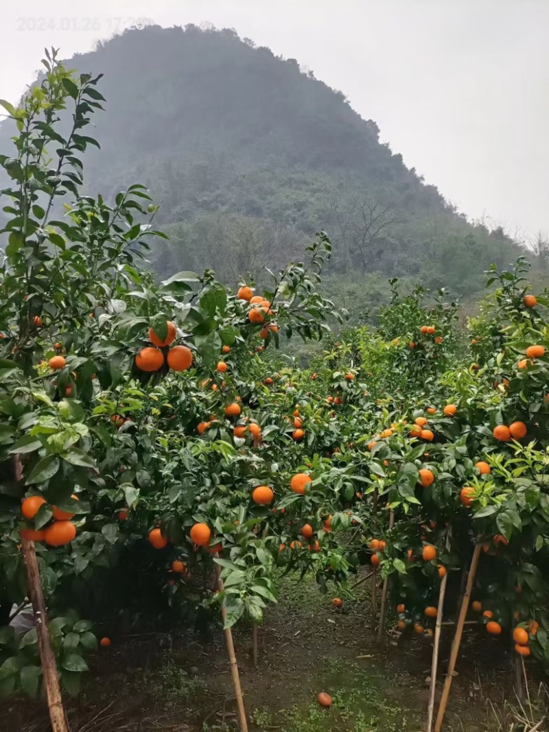桂林精品沃柑，口感好，红度好，皮细，个头大