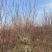 碧桃-红叶精品碧桃大量现货低价出售，苗圃看树挖树直发