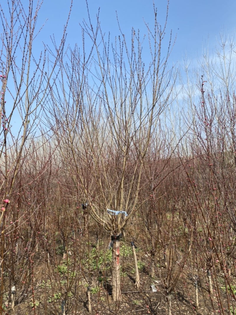 碧桃-红叶精品碧桃大量现货低价出售，苗圃看树挖树直发