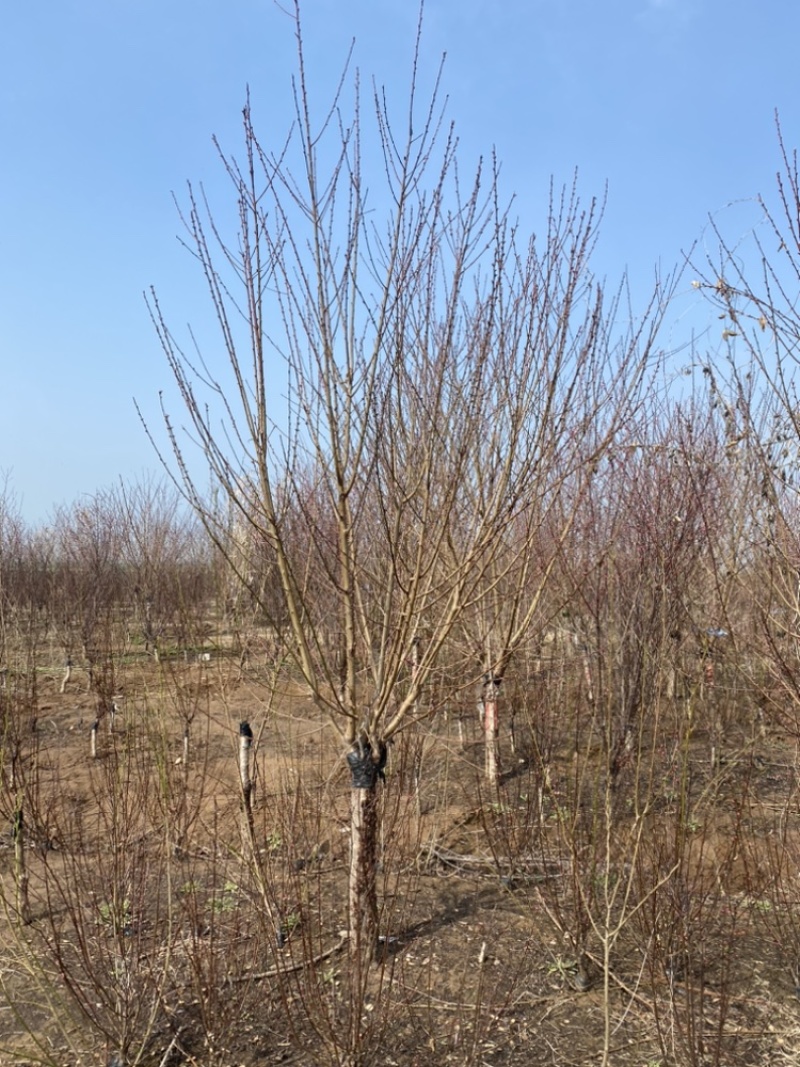 碧桃-红叶精品碧桃大量现货低价出售，苗圃看树挖树直发