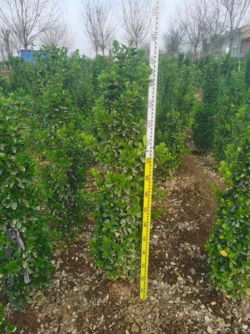 （大叶黄杨柱）1米-2米以上规格齐全，自家基地，欢迎采购