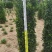 （大叶黄杨柱）1米-2米以上规格齐全，自家基地，欢迎采购